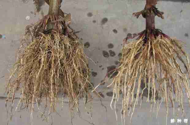 玉米的根系有什么特点(玉米的根系有什么特点和作用)